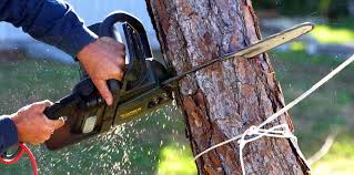 Best Fruit Tree Pruning  in Humboldt, IA