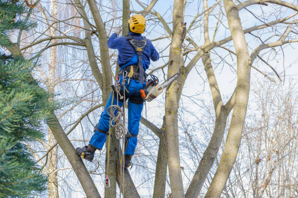 Best Firewood Processing and Delivery  in Humboldt, IA