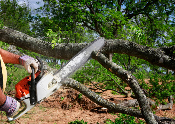 Best Hazardous Tree Removal  in Humboldt, IA